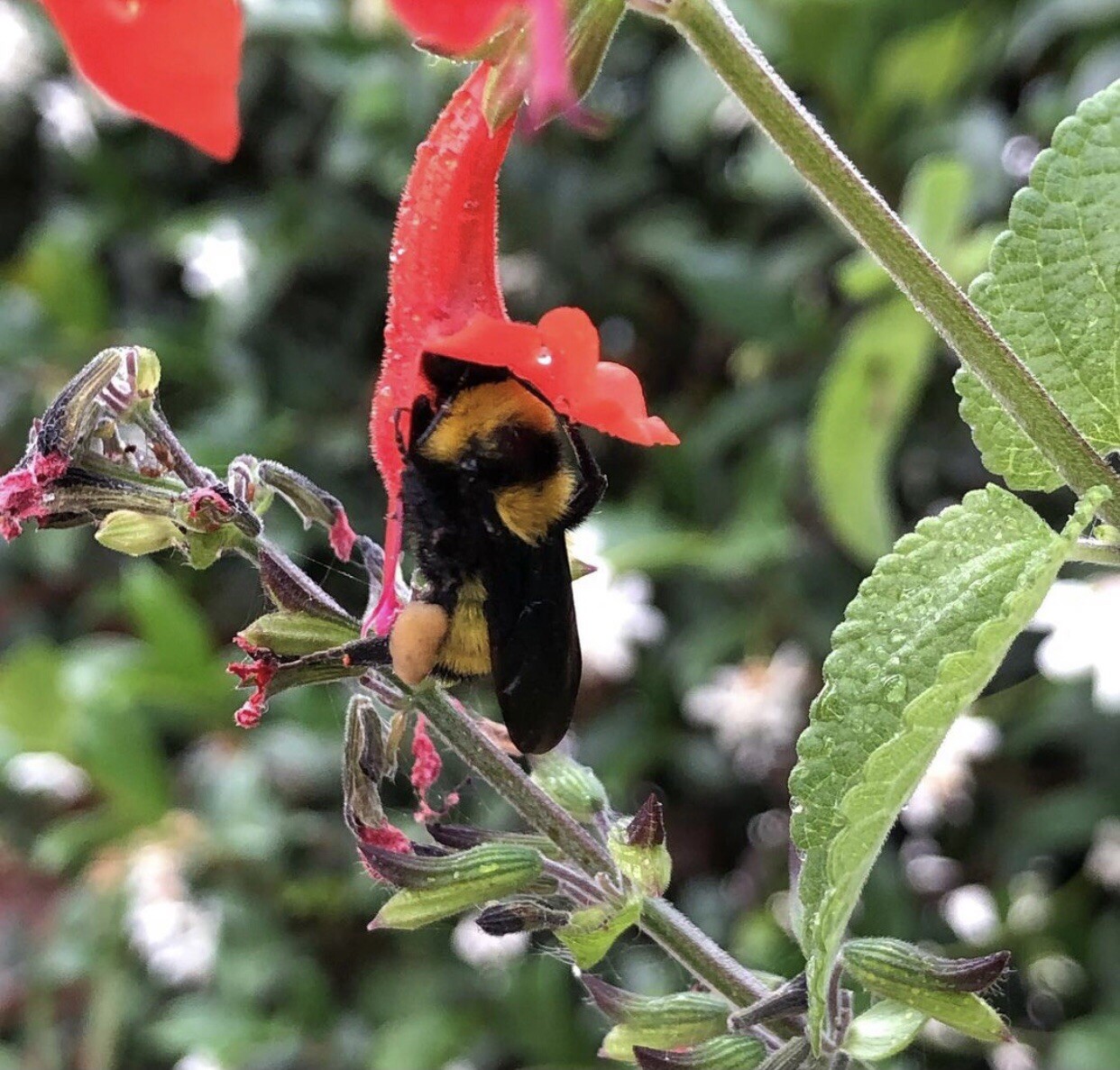 Texas Lady In Red Sage Salvia Coccinea 50 Seeds Bees Hummingbirds Butterflies