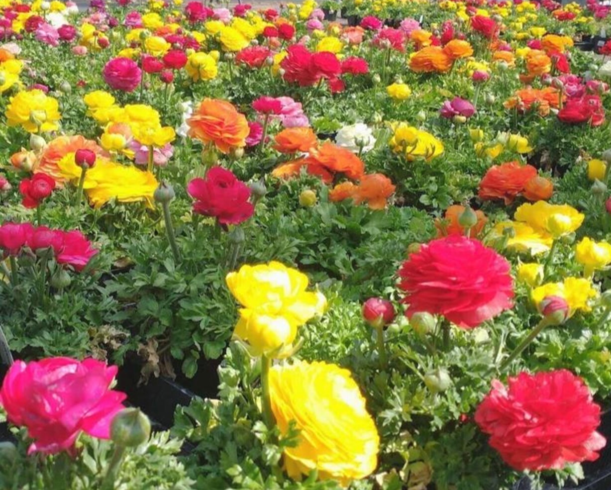 Ranunculus Flower Bulbs 12 Rainbow Mix Corms Peony Rose Butterfly Garden Flowers