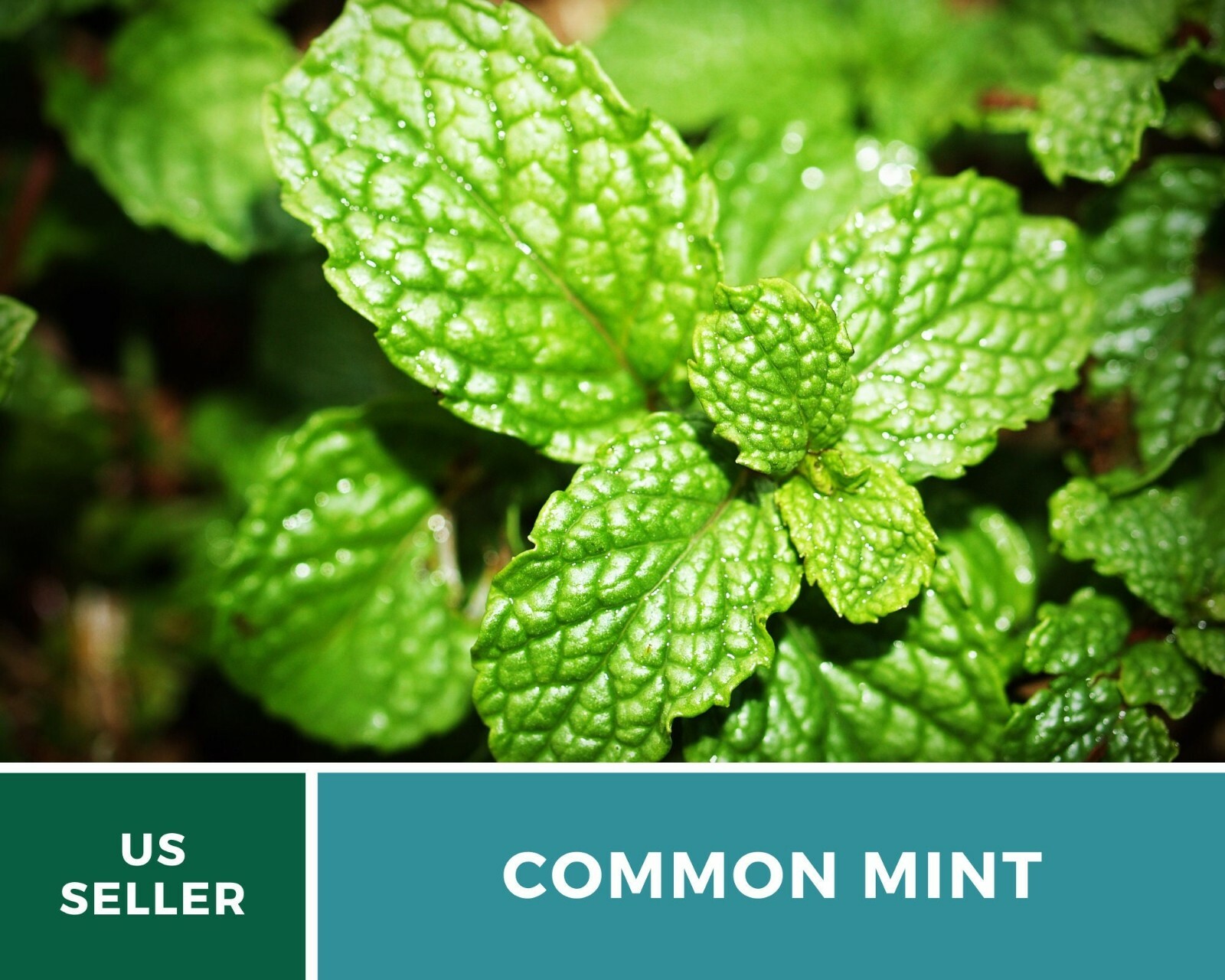 Mint, Common – Heirloom Seeds – Medicinal & Culinary Herb – GMO Free (Mentha spp