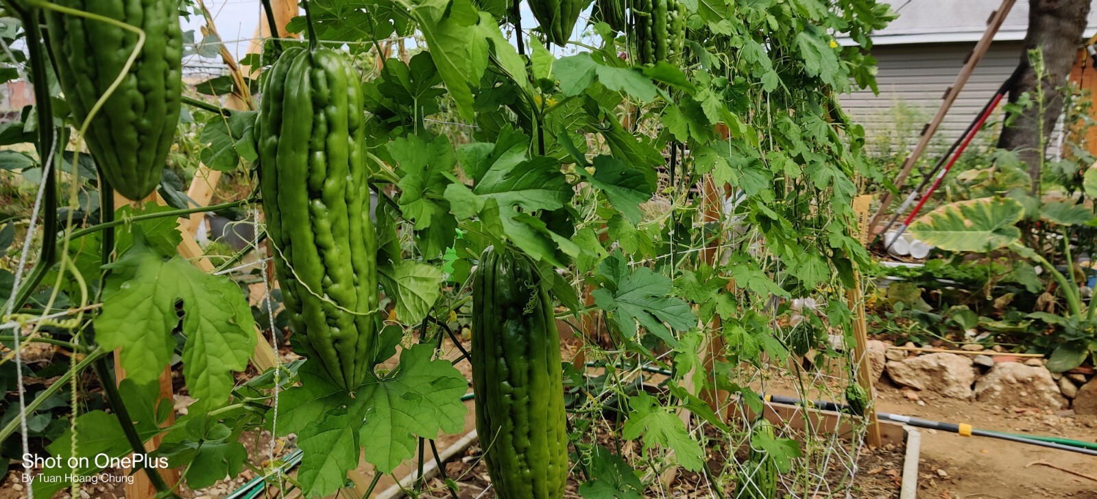 10 Bitter melon Seeds / khổ qua