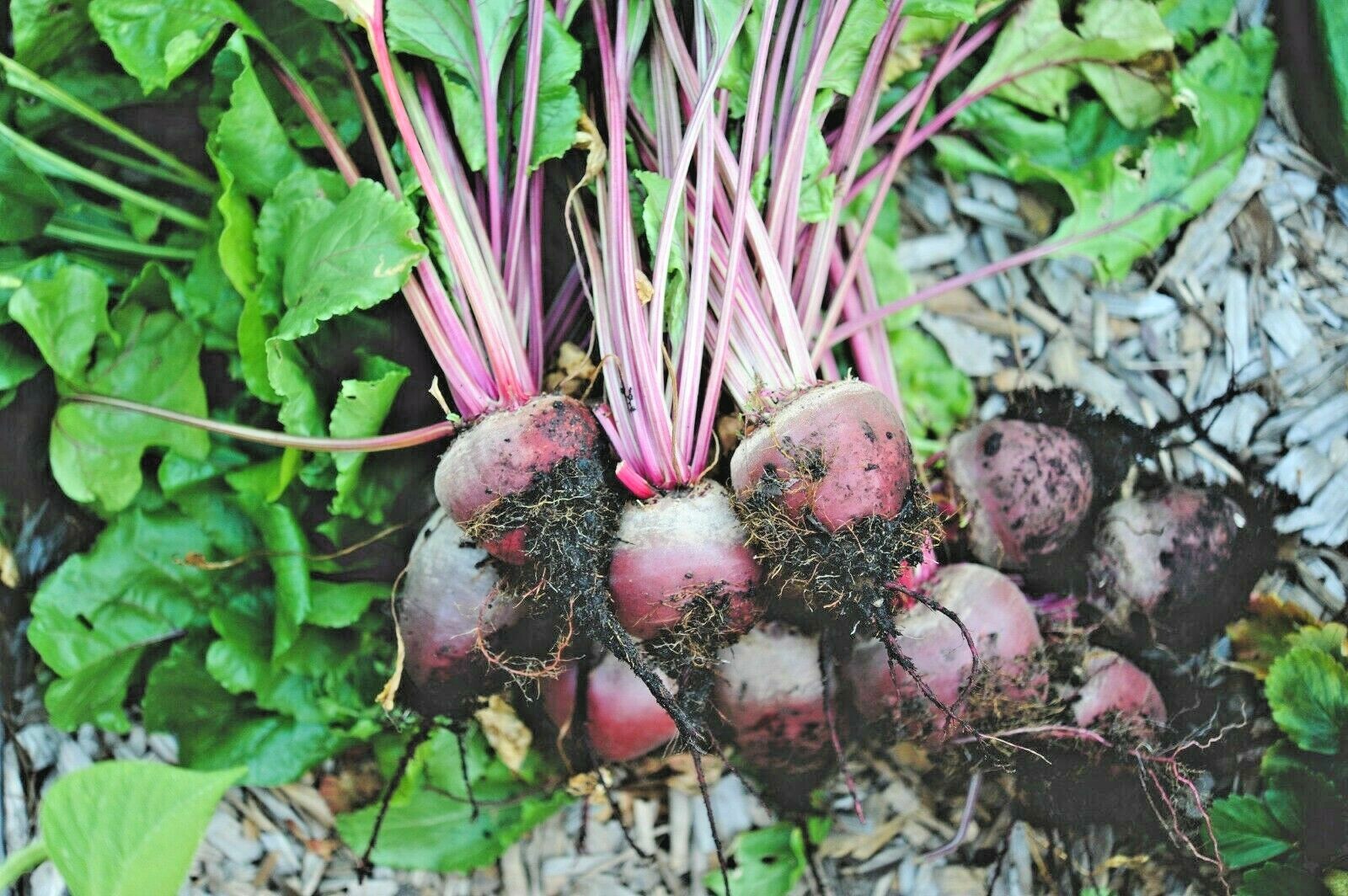 101+EARLY WONDER Beet Seeds Native Heirloom Vegetable Garden Patio Container