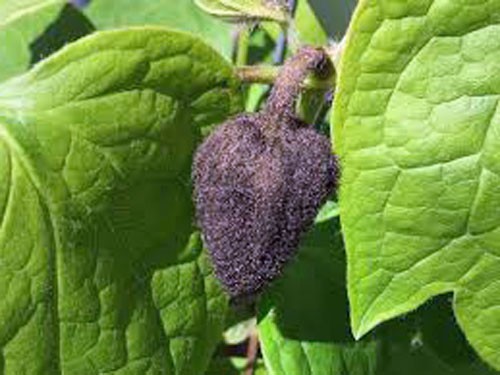 Clematis fusca | Brown Clematis | RARE | 5 Seeds