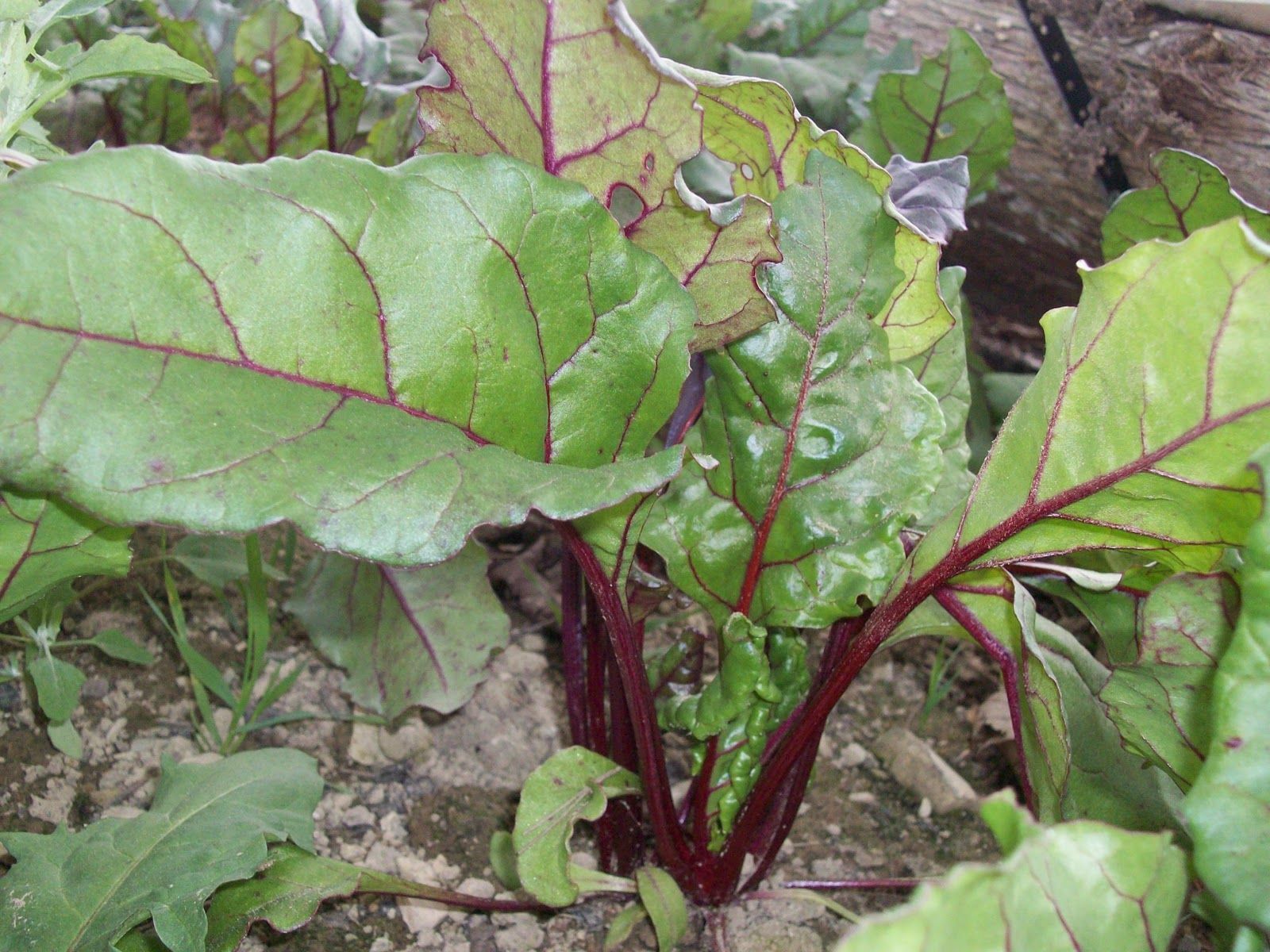 101+EARLY WONDER Beet Seeds Native Heirloom Vegetable Garden Patio Container