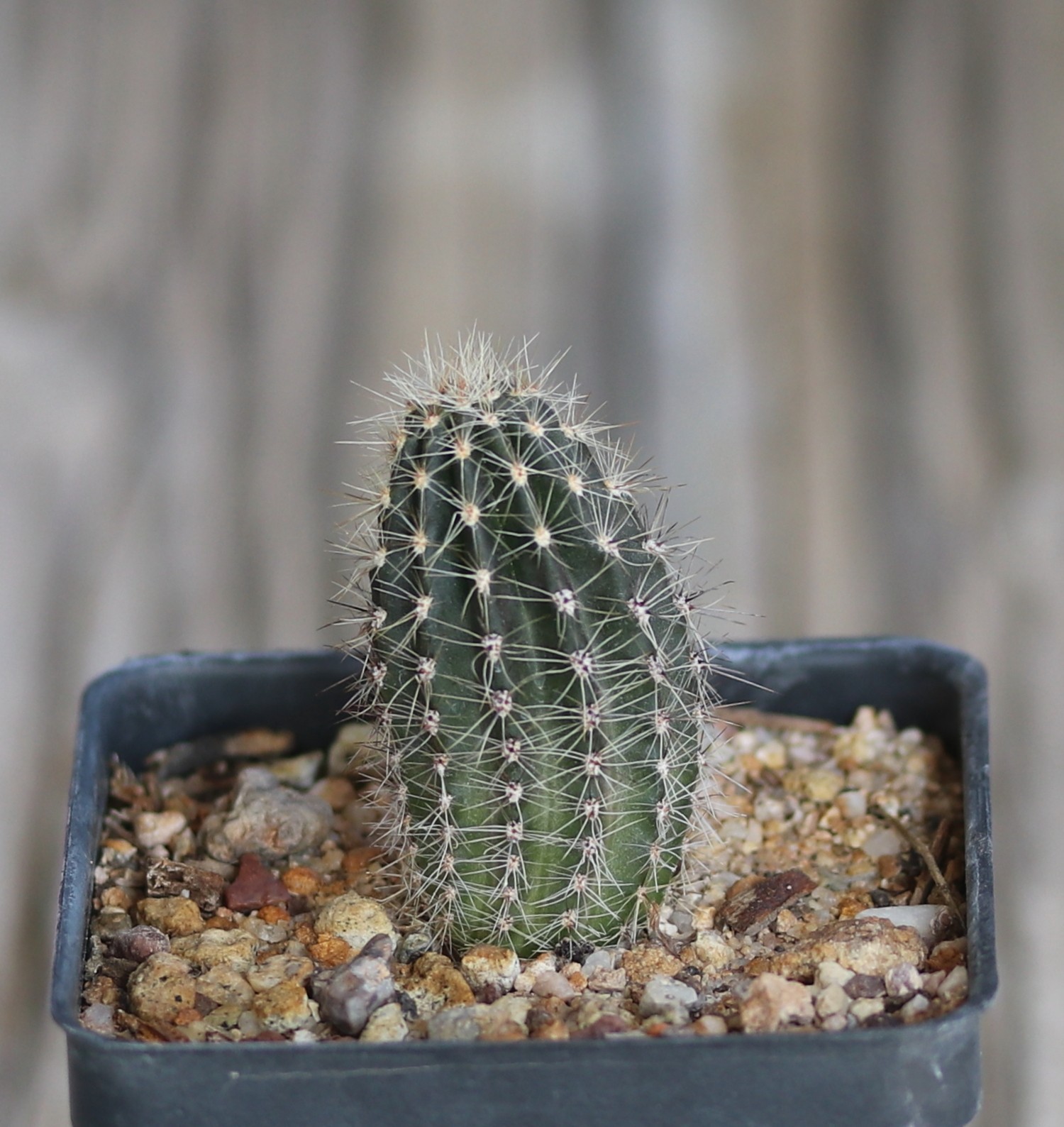 Echinopsis hybrid ‘Mike’