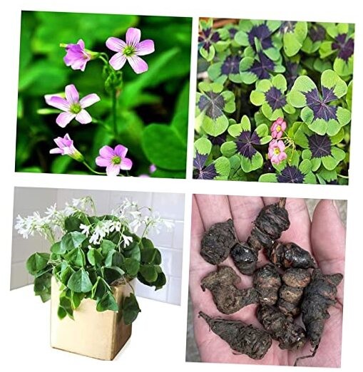Green Shamrock Bulbs 15 Luck Oxalis Bulbs to Plant, Easy to Grow Indoors