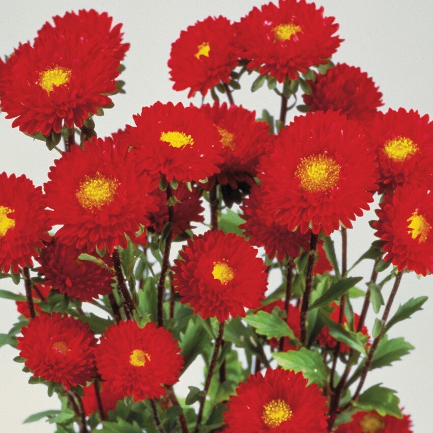 Aster Seeds Matsumoto Red 50 Seeds Cut Flower Seeds