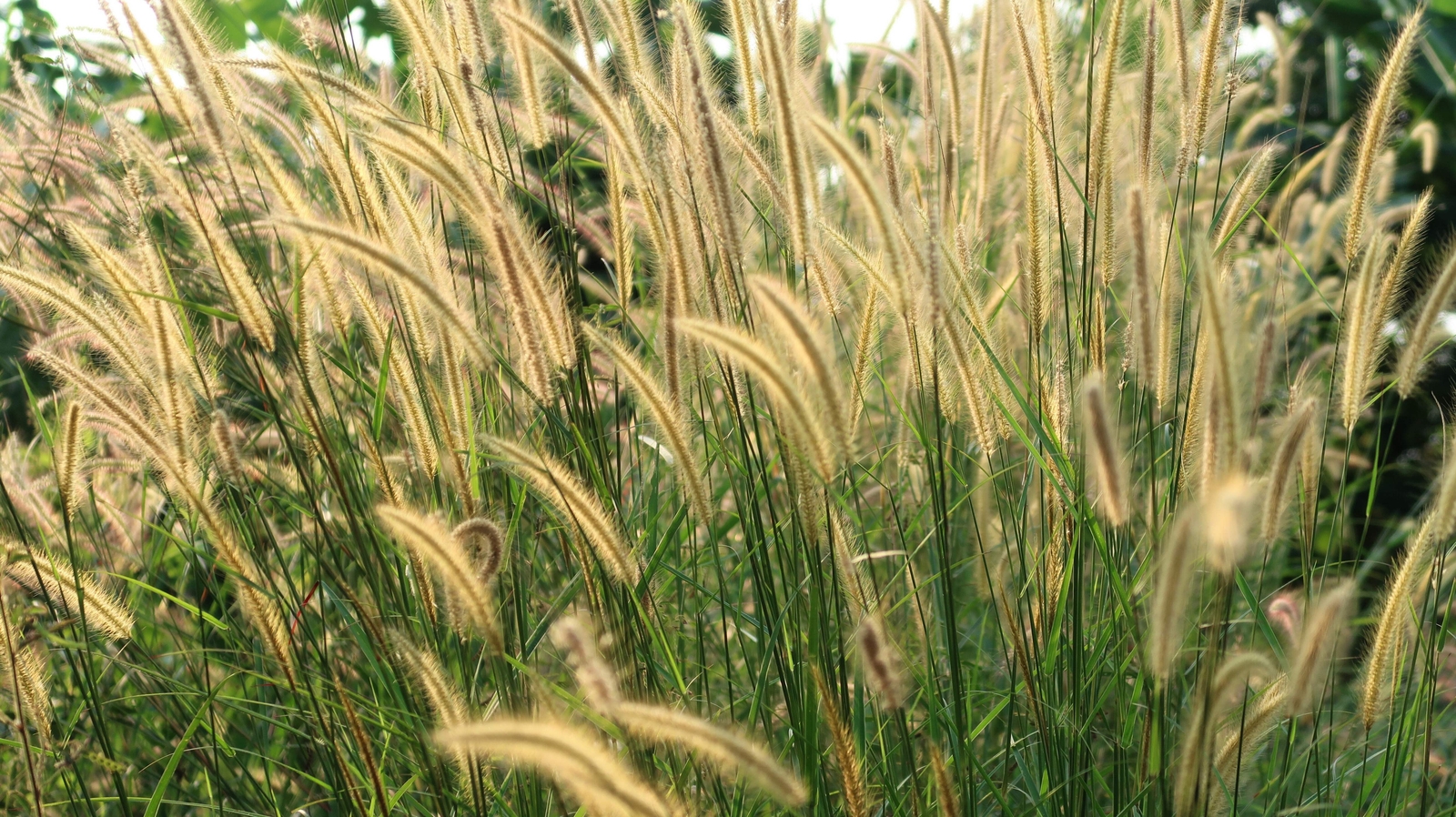 150 SWEET VERNAL GRASS Sweet Grass Vanilla Grass Anthoxanthum Odoratum Seeds