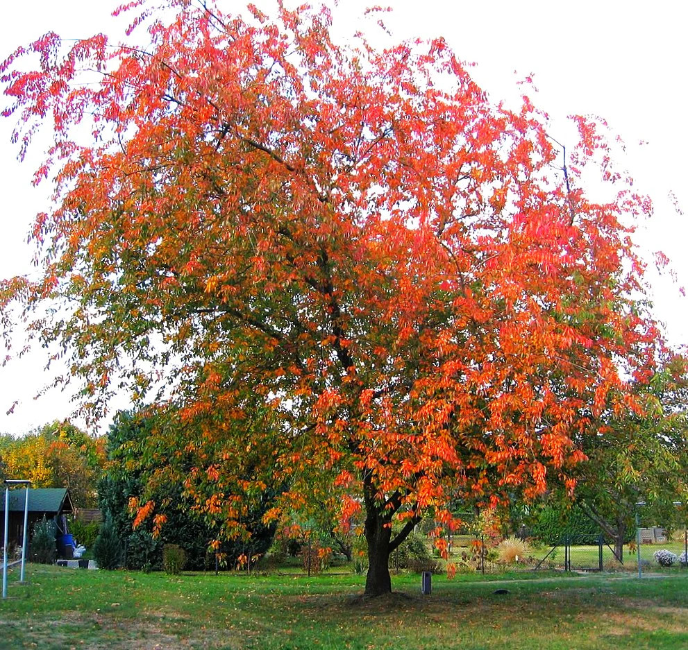 Black Cherry Tree Seeds – For 2026 Planting Prunus Serotina White Flower Blooms