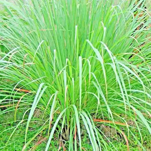 150+ LEMONGRASS SEEDS LEMONGRASS CYMBOPOGON FLEXUOSUS MOSQUITO REPELLENT Hột xã
