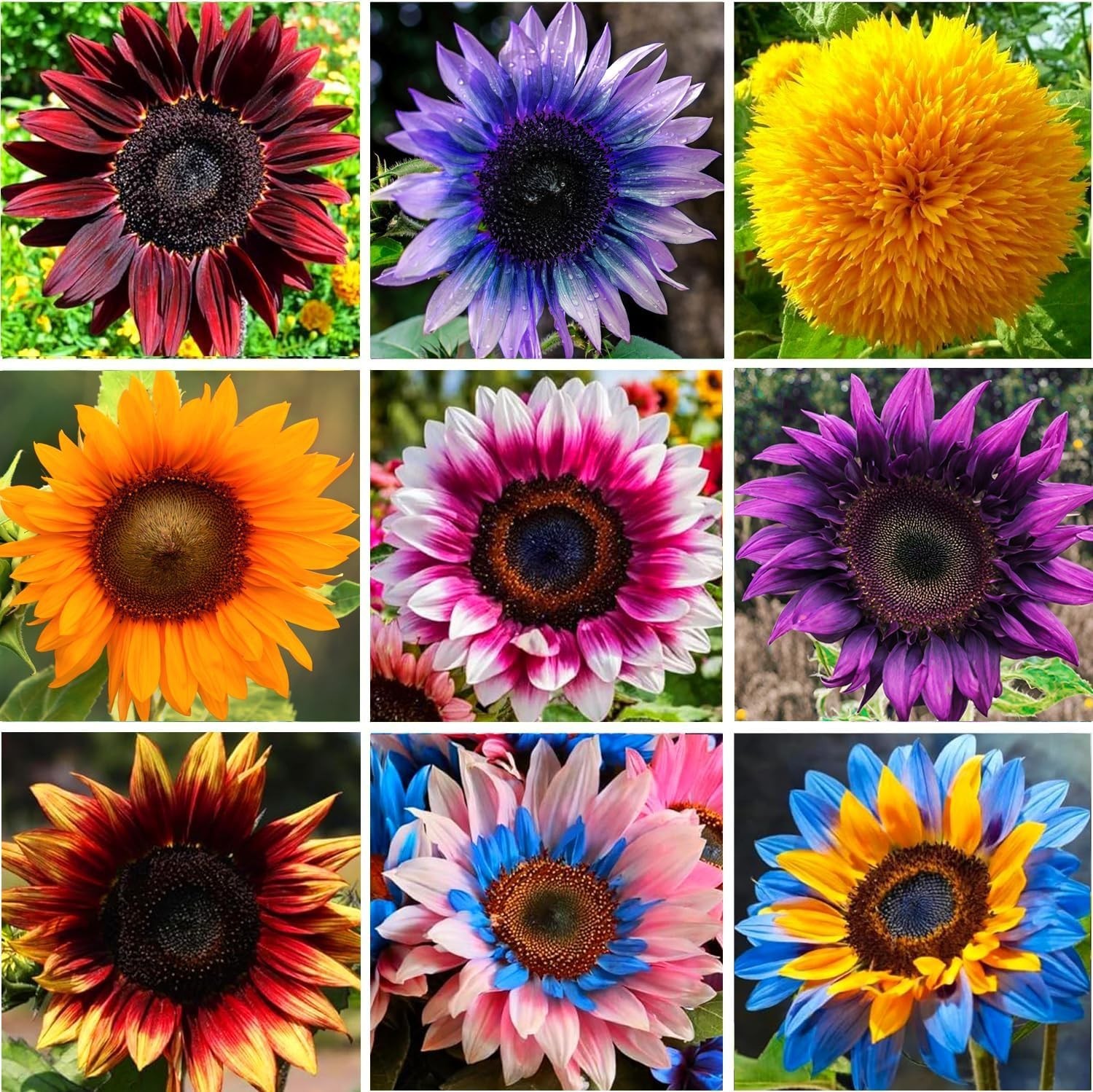 1000+ Sunflower Seeds for Planting Heirloom Non-Gmo, Bulk Package of 15 Varietie