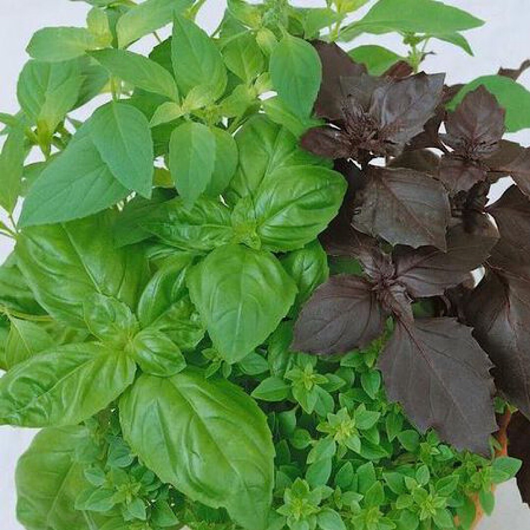 250++ Basil seeds mixed – (Culinary Blend) | NON-GMO, Heirloom Seeds | USA SEEDS