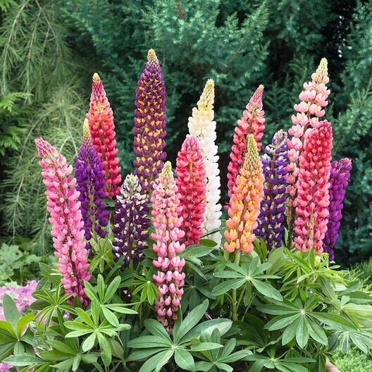 Lupine Seeds Lupine Russell Mix Wildflower Seeds 100 SEEDS