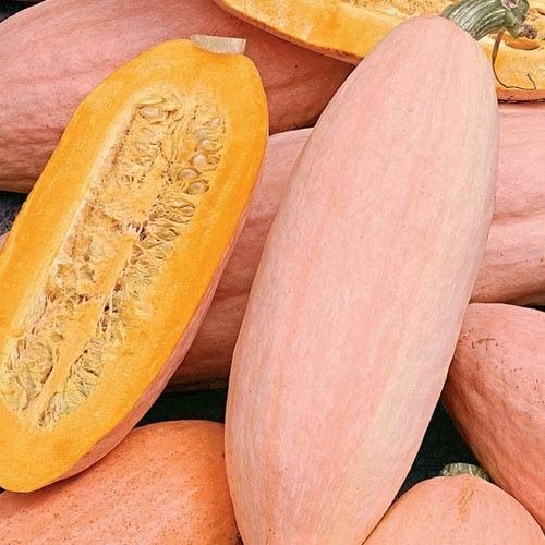 Jumbo Pink Banana Squash Seeds | 10 Seeds | Non-GMO | Free Shipping | 1121