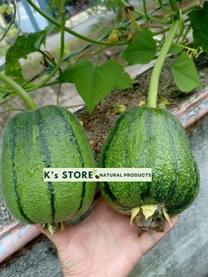 Taiwan APPLE LUFFA Hybrid Seeds; 蘋果絲瓜 very sweet can be eaten raw; from 農友種苗