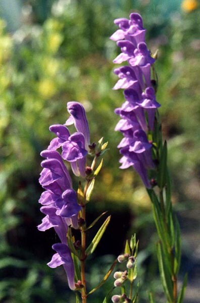 250 Scutellaria baicalensis Seeds – Baikal Scullcap Seeds – Medicinal Herb