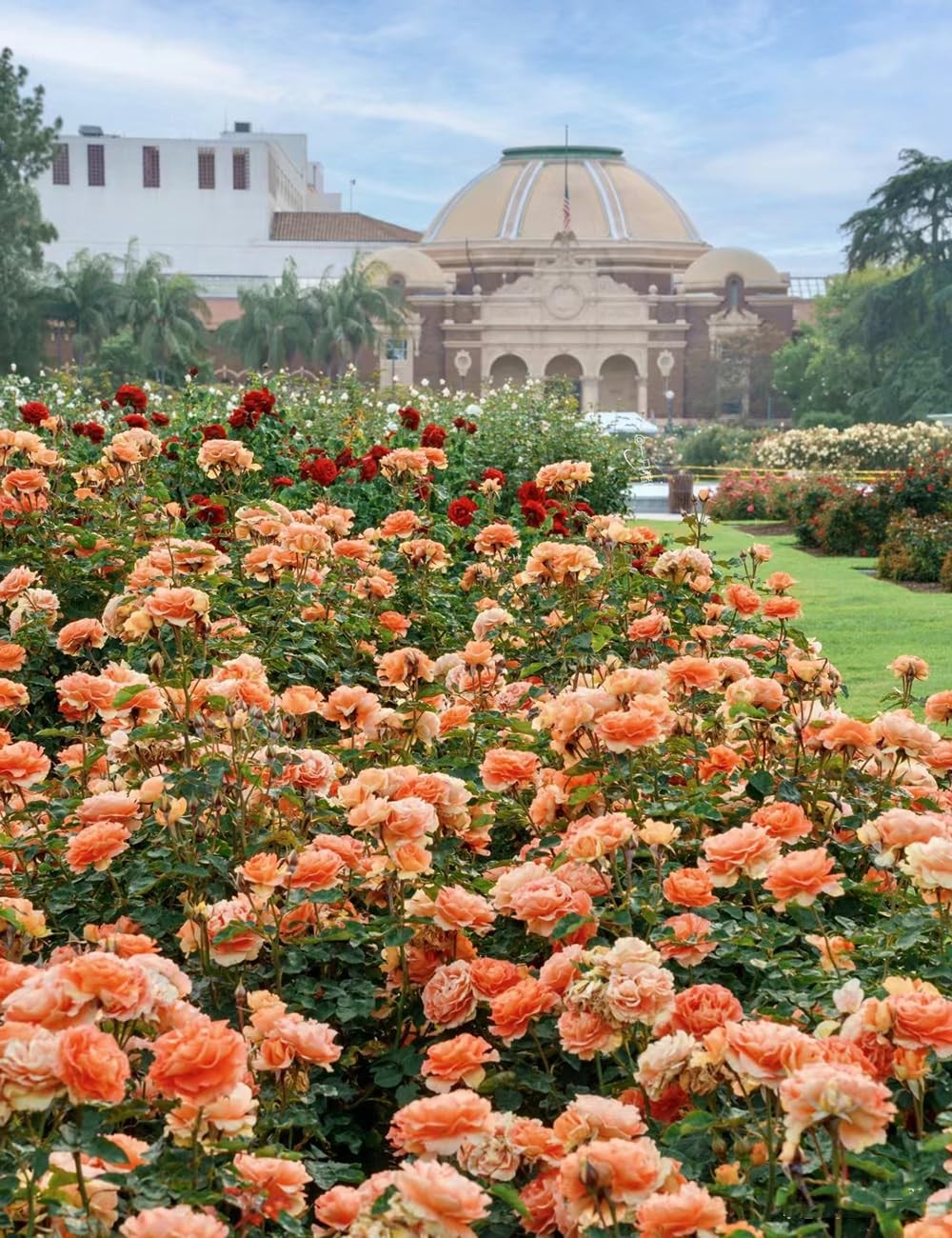 250+ Mix Climbing Roses Flowers Seeds -Rose Bushes Vine Seeds for Planting