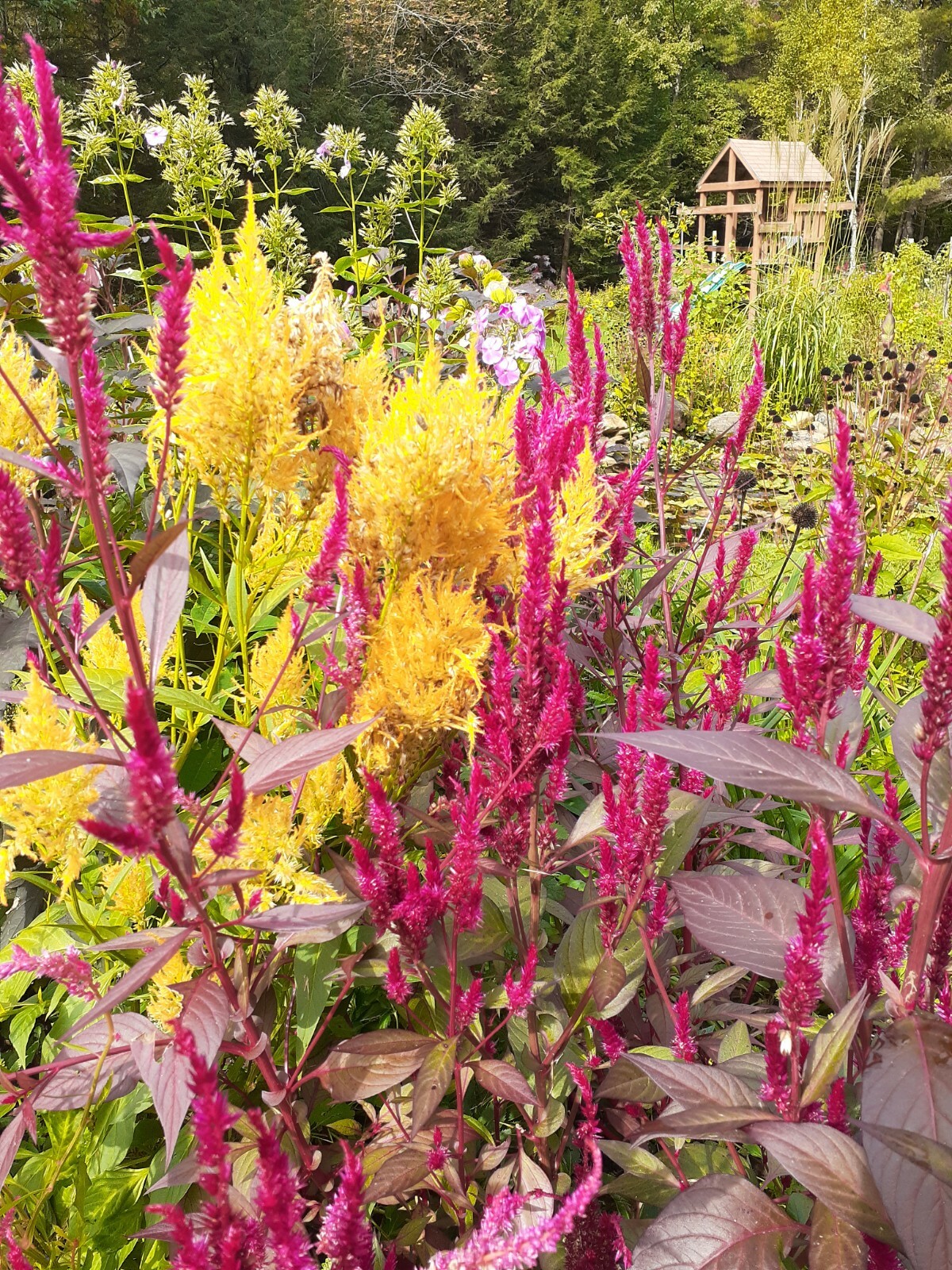 celosia pampas plume, feather mix 25+ Seeds