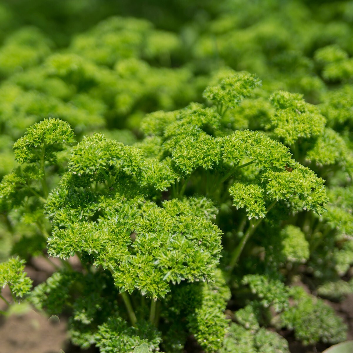1/4 Lb Moss Curled Parsley Seeds – Everwilde Farms Mylar Seed Packet