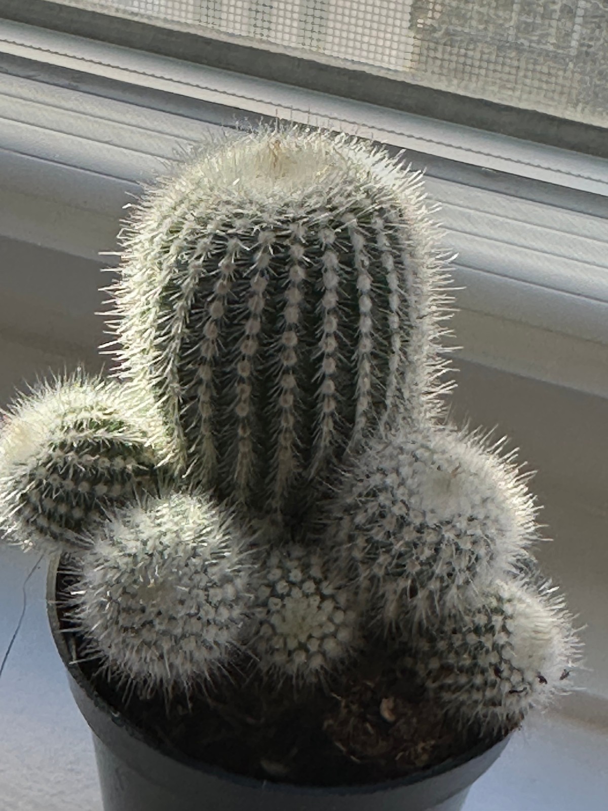 Parodia Scopa Live Silver Ball Cactus in 3″ pot FREE SHIPPING