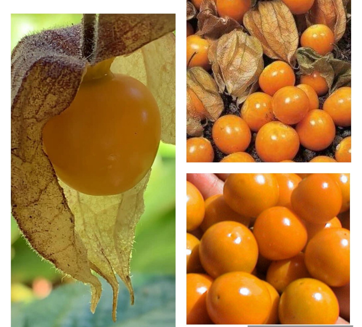 100+ Hawaiian Giant Poha Berry Seeds | Physalis Peruviana Golden Ground Cherry