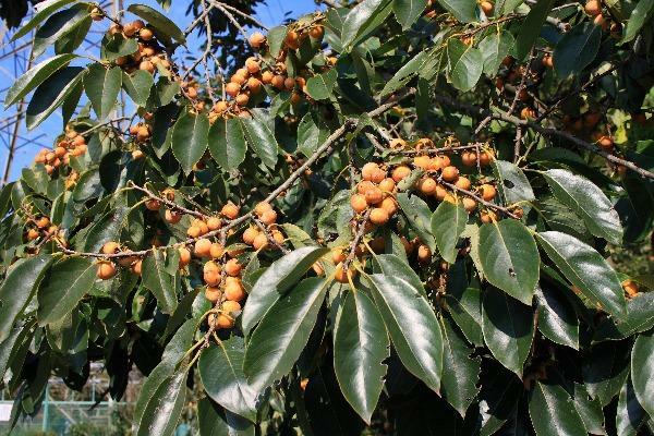 Diospyros lotus | Date-Plum | Caucasian or Lilac Persimmon | 20 Seeds