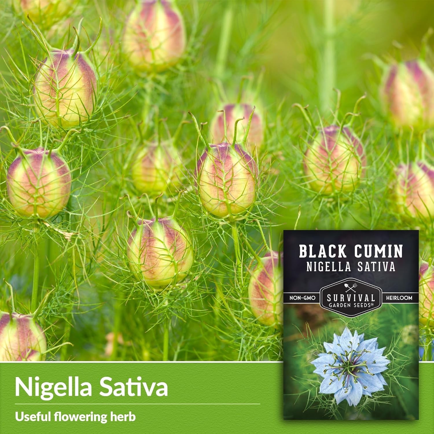 Nigella Sativa Seeds – High Germination Black Cumin for Sustainable Herb Gardens