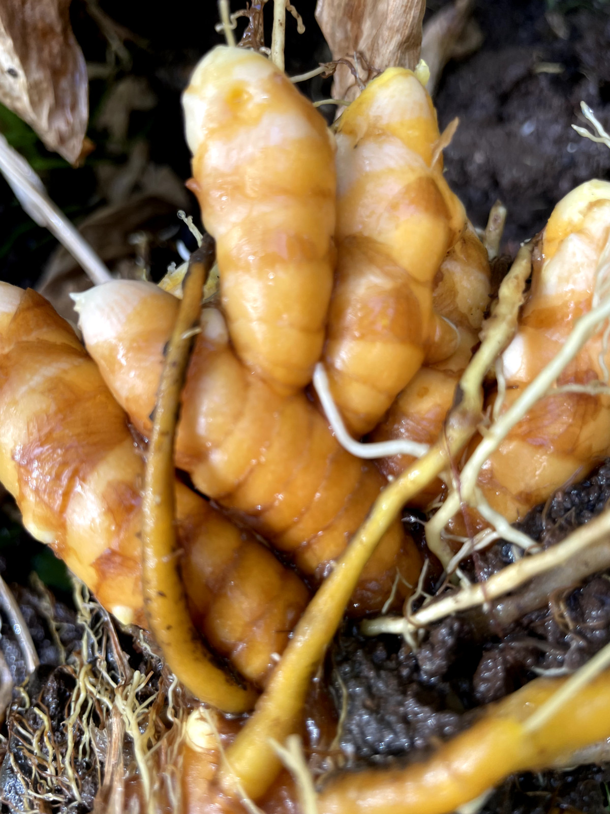 6 Hawaiian OLENA Turmeric Rhizomes Fresh Curcuma Longa Lead-Free Hawaii Grown