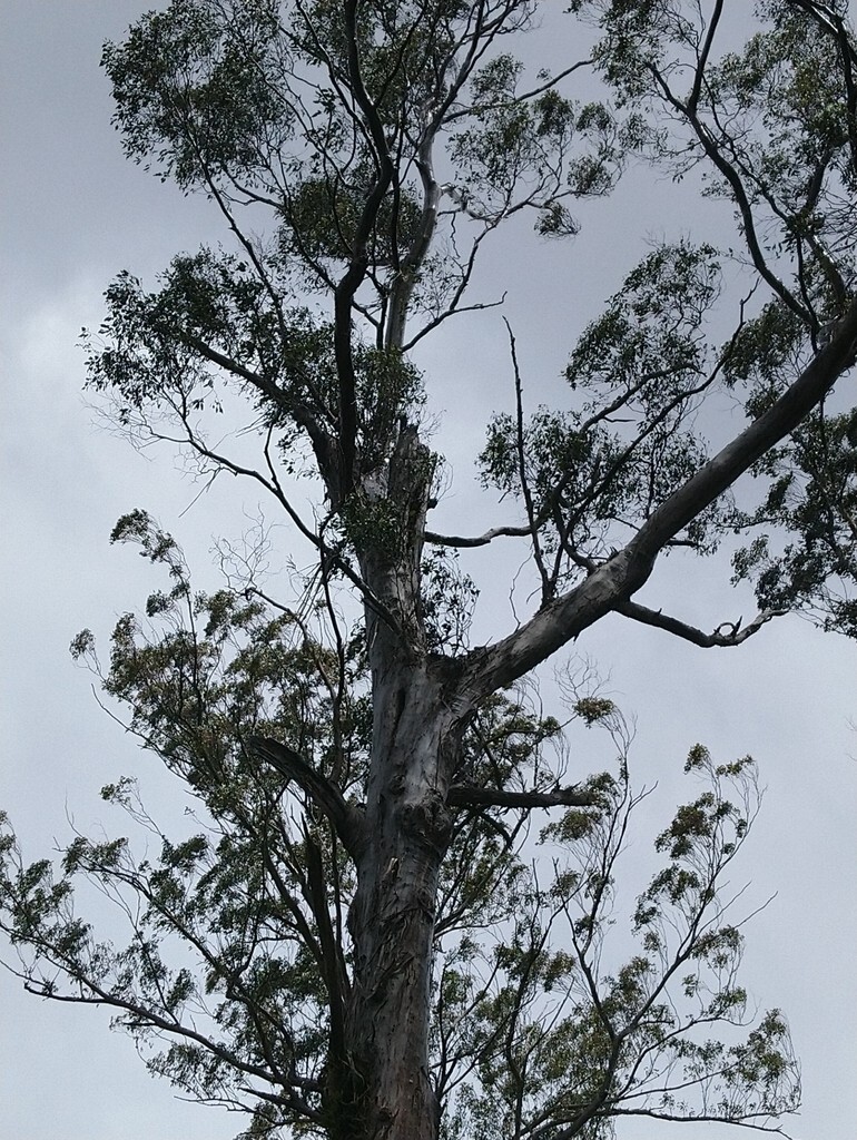 Eucalyptus brookeriana seeds – ‘Brooker’s Gum’