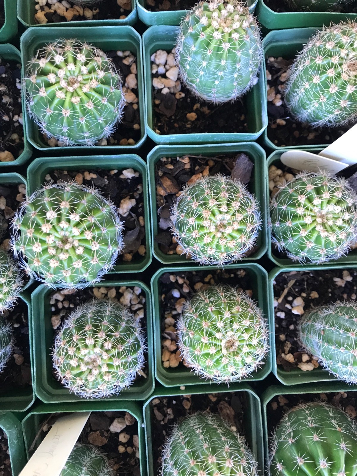 Echinopsis hybrid, ‘Tropic Sunset”, a Harry Johnson hybrid, Cactus Succulent