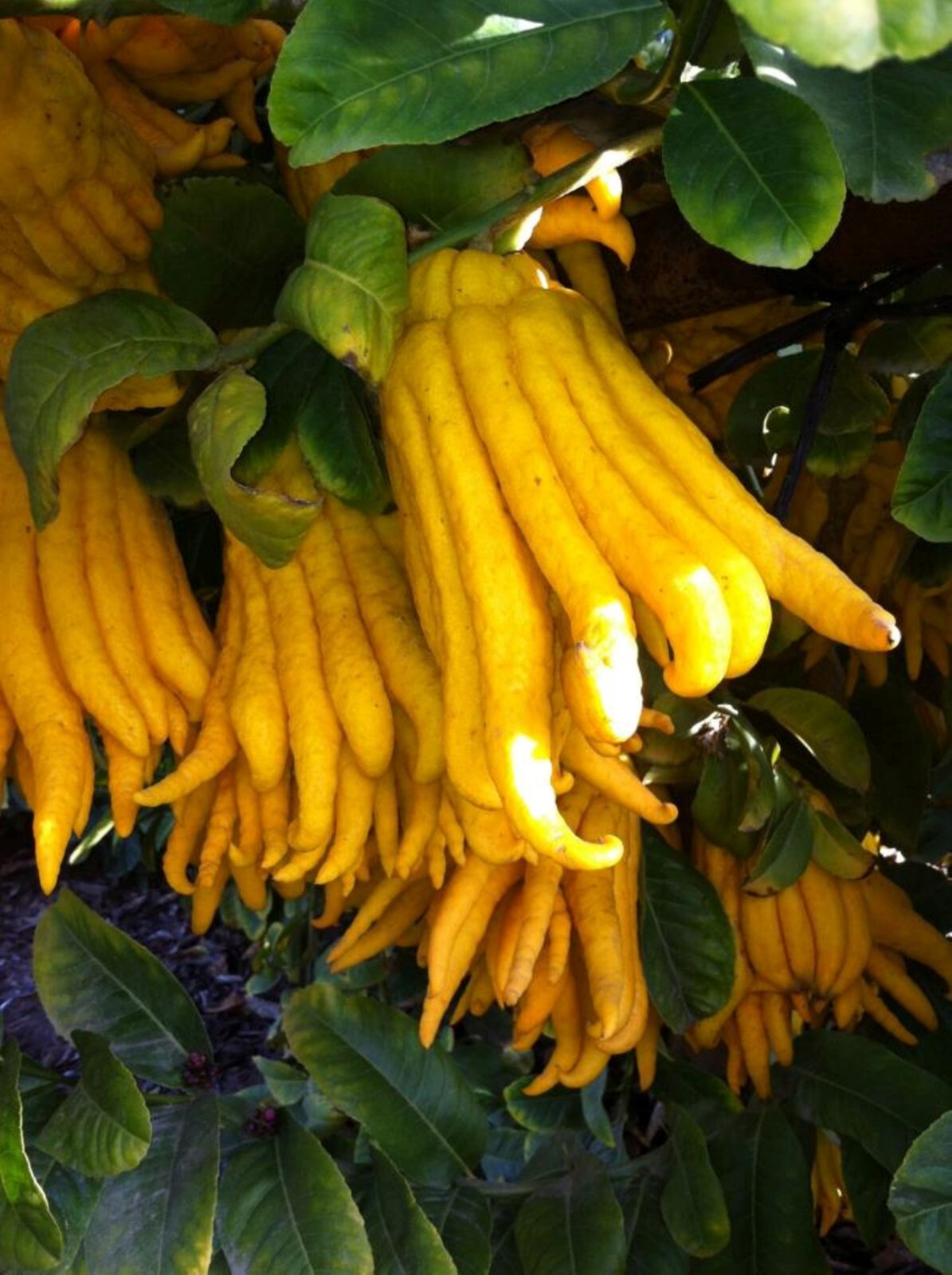 Florida only! Buddhas Hand Tree, 12-15 inches; 5″ container, Rooted Cutting/Bush