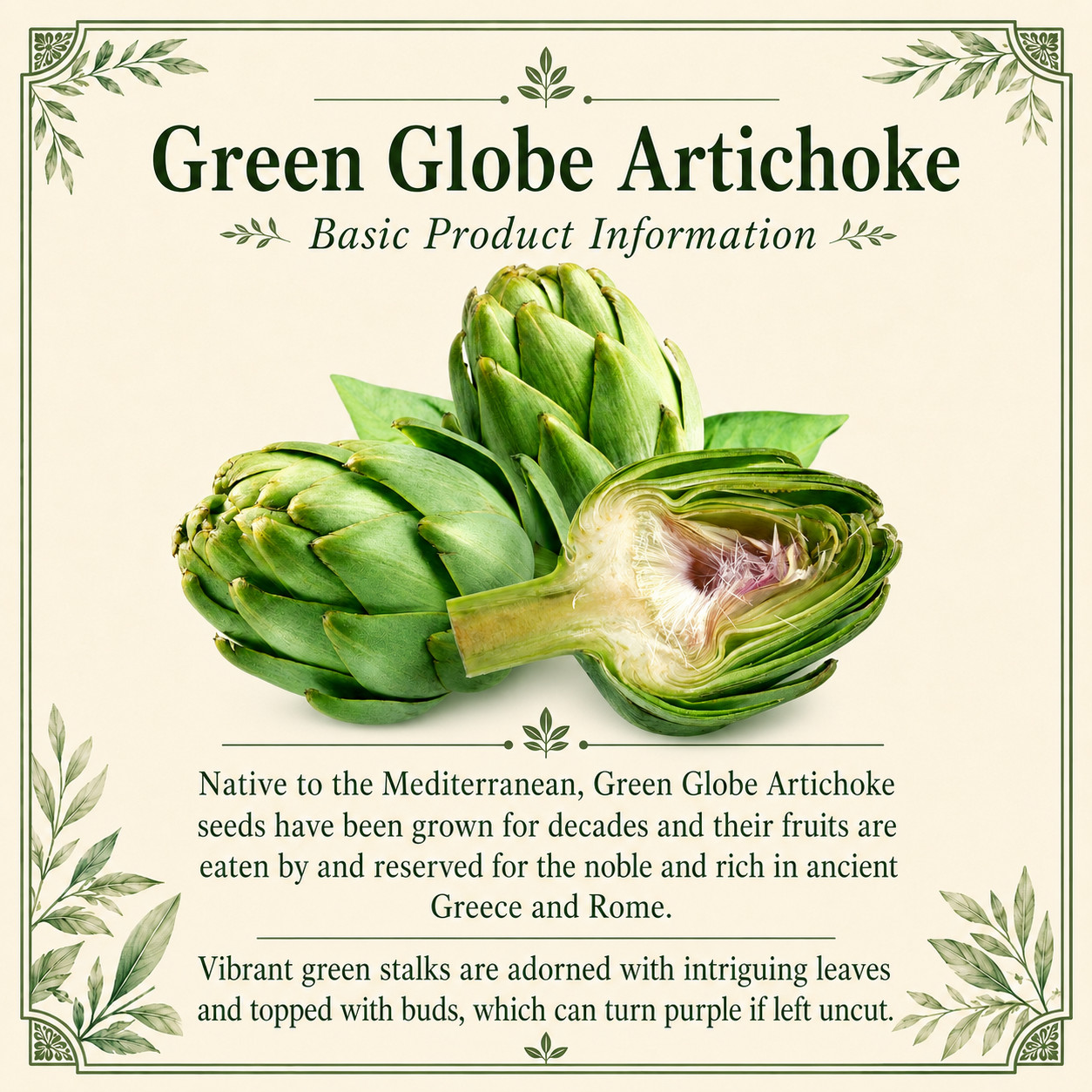 Green Globe Artichoke Seeds | Heirloom Artichoke Seeds | NON-GMO Garden Seeds