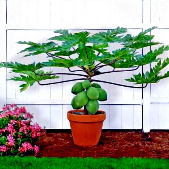 50 “DWARF SOLO WAIMANALO TREE SEEDS” (Carica Papaya) Fast Fruit Houseplant