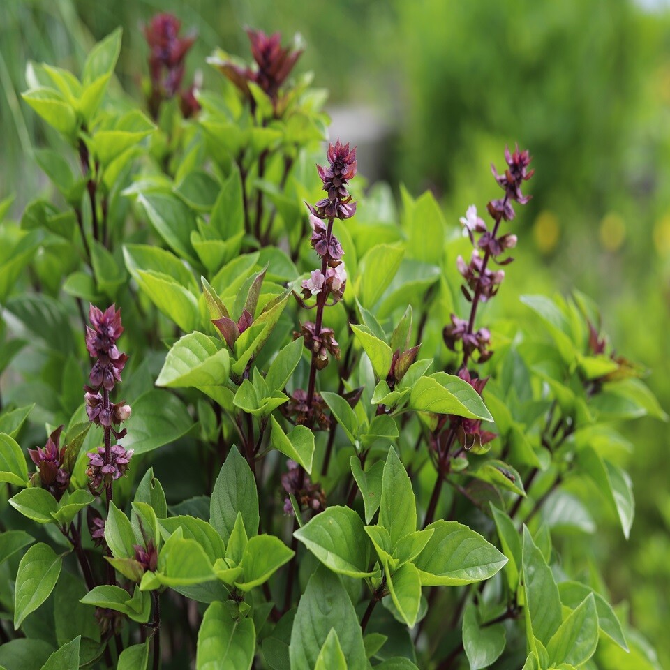Thai Basil Seeds for Planting – Heirloom Non GMO Open-Pollinated Fresh Herb Seed
