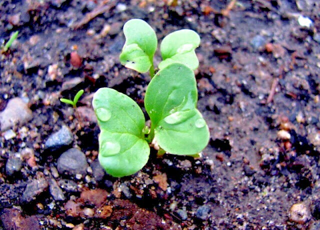 600+PARIS ISLAND Cos Romain LETTUCE Seeds Organic Spring Fall Garden Container