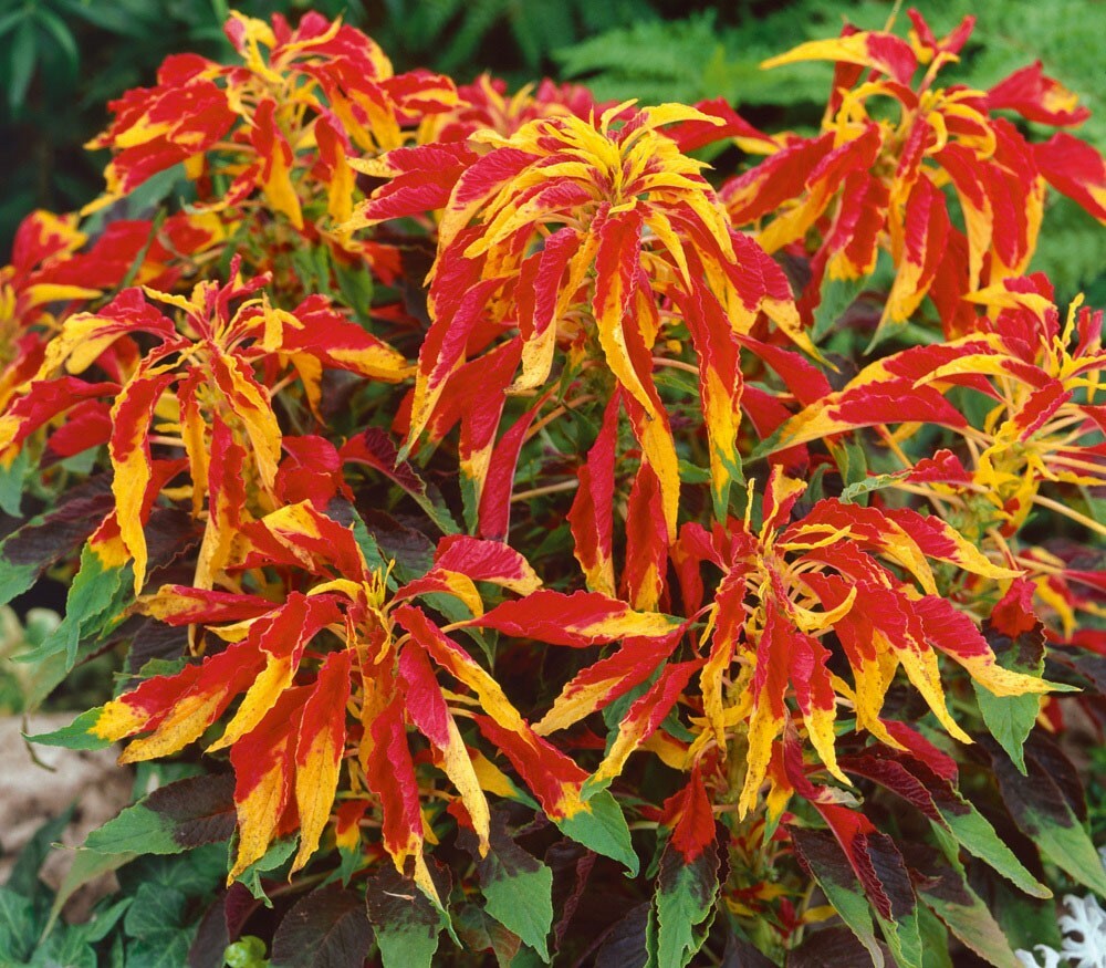 Amaranthus tricolor Early Splendor | Summer Poinsettia |Josephs Coat | 100_Seeds