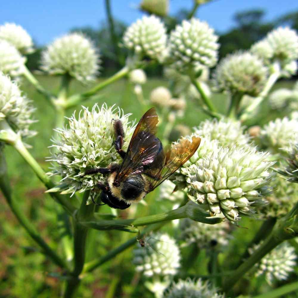 2000 Seeds Eryngium Seeds – Rattlesnake Master Flower Seed