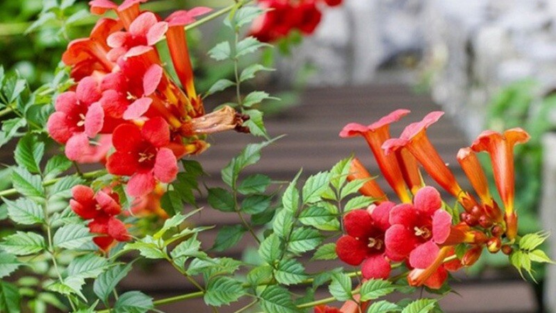 Red Trumpet Creeper, Hummingbird Vine, Campsis radicans, – 50 Seeds 2023 – USA
