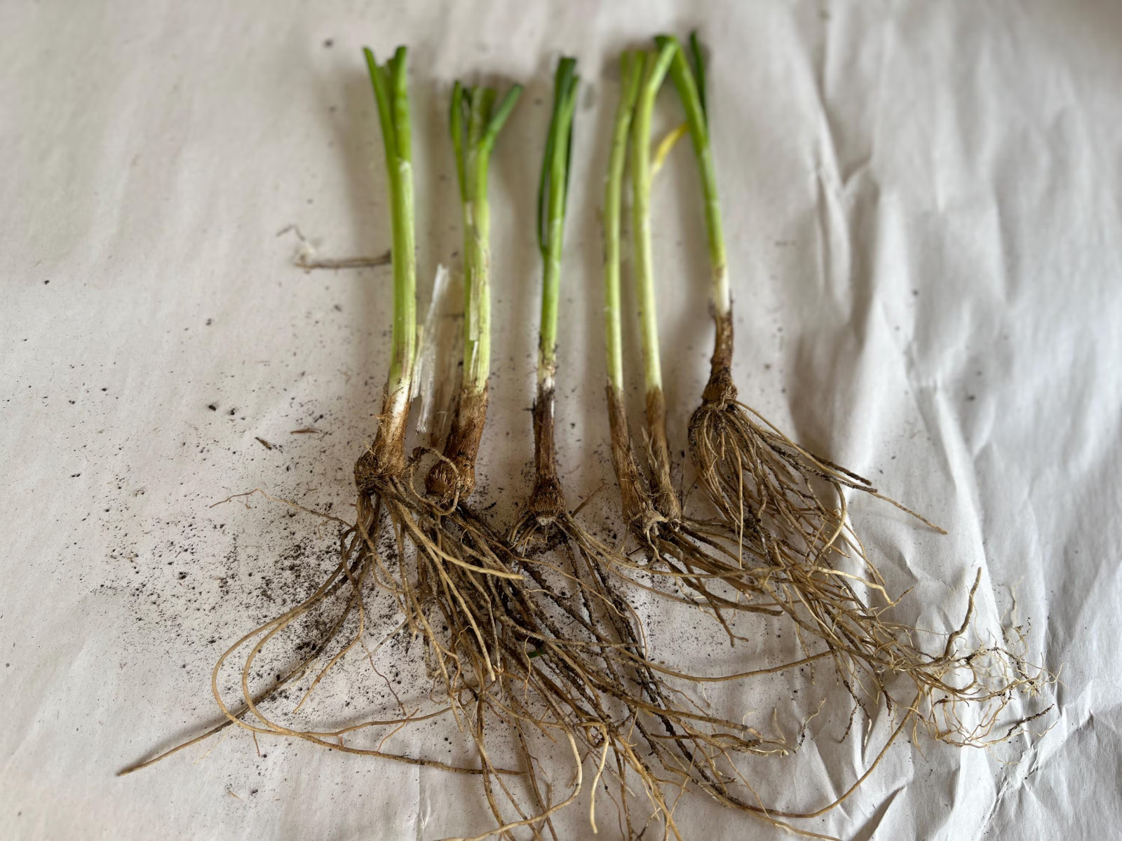 Garlic Chives Live Starter Plant for Culinary, Pollinator & Ornamental Garden