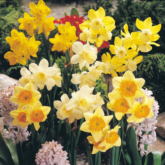 5 mixed Daffodil & Narcissus bulbs ~Woodland gardens ~Naturalize **Spring Planti