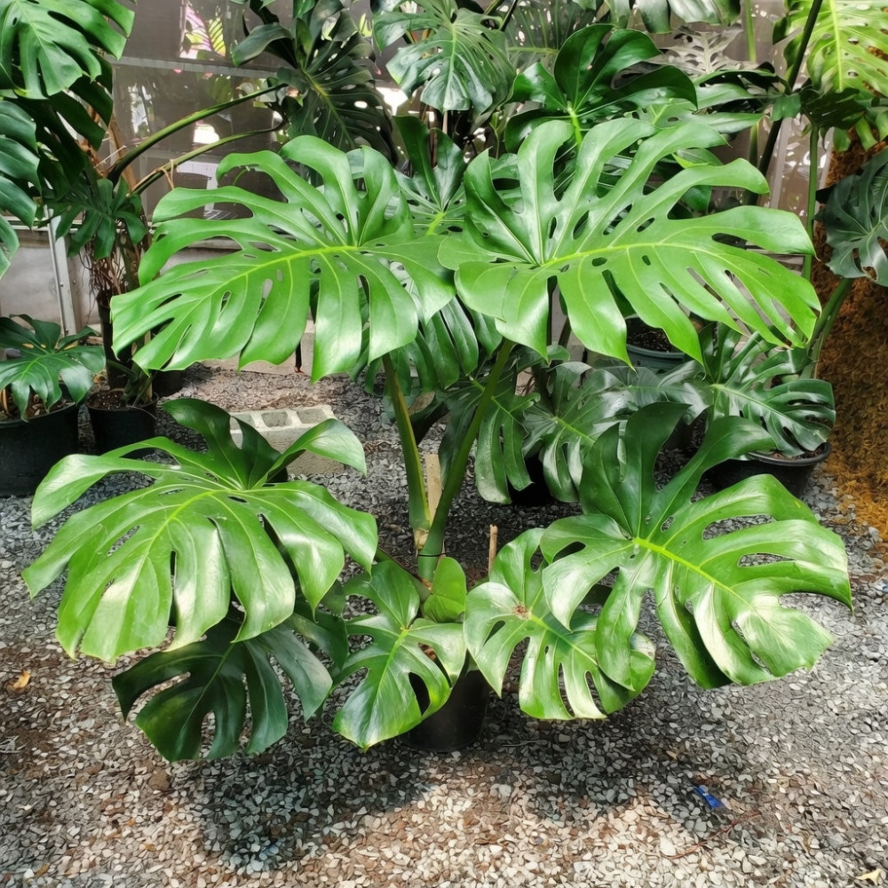 Monstera Deliciosa Live Plant 4-6 Inches Tall Rooted Swiss Cheese