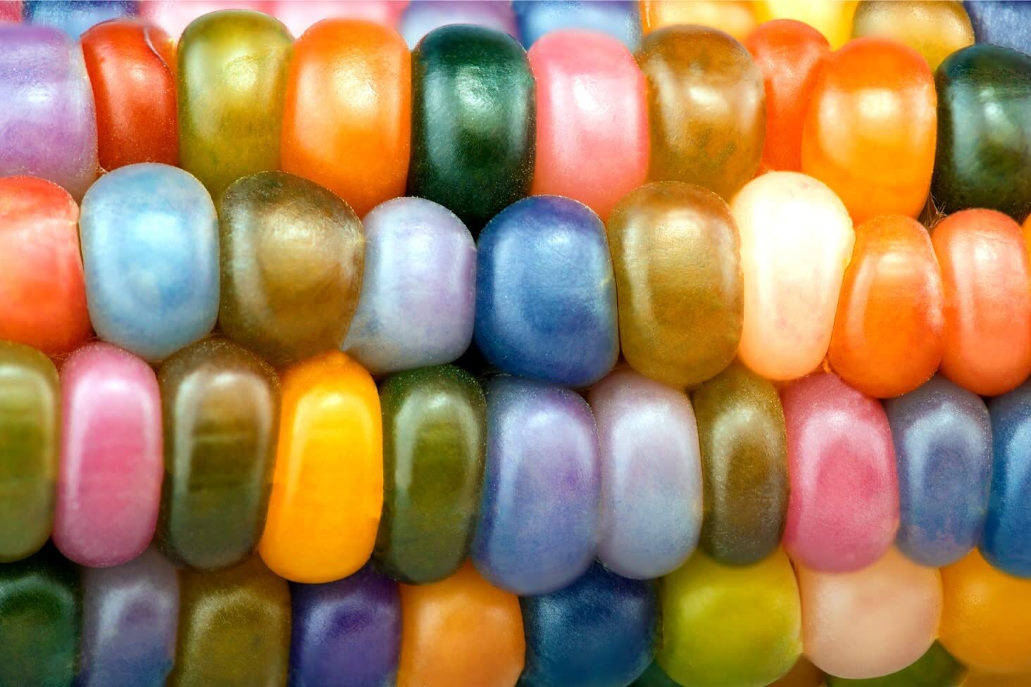 Glass Gem Indian Corn Seeds for Planting – 25+ Seeds – Vibrant Translucent Kerne