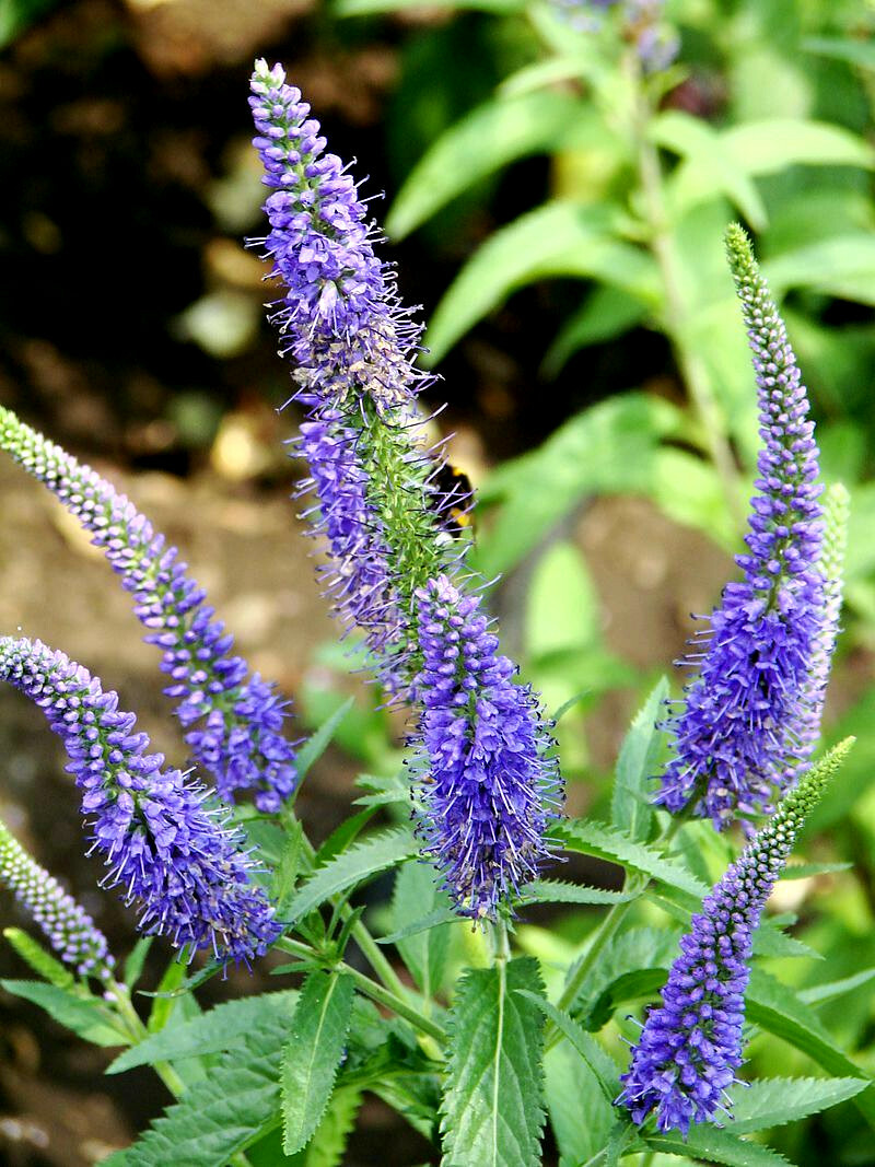 VERONICA LONGIFOLIA, 160 SEEDS, MIXED COLORS, LONG LEAF SPEEDWELL, USA SELLER