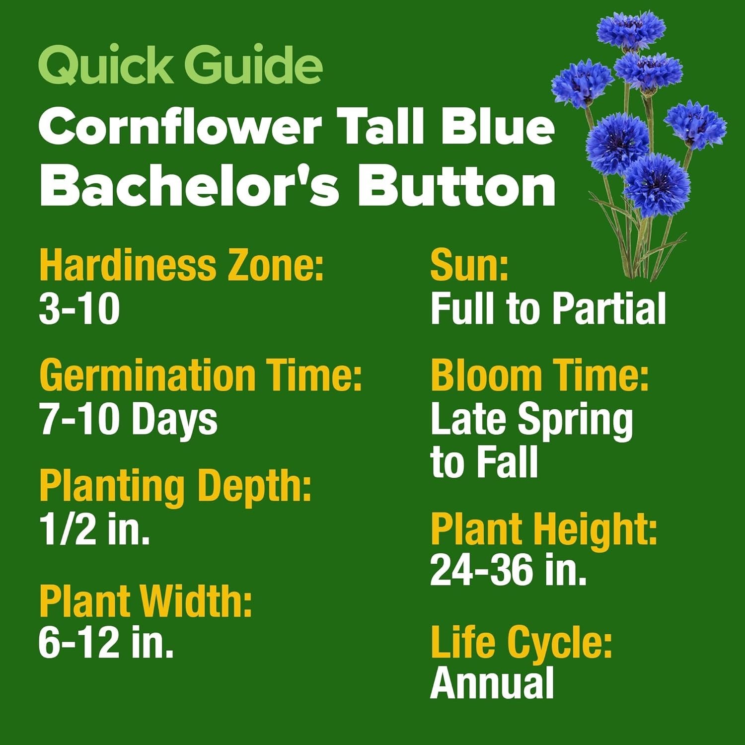 6000 Bachelor Button Seeds – Tall Blue Blooms for Low-Maintenance Wildflower …