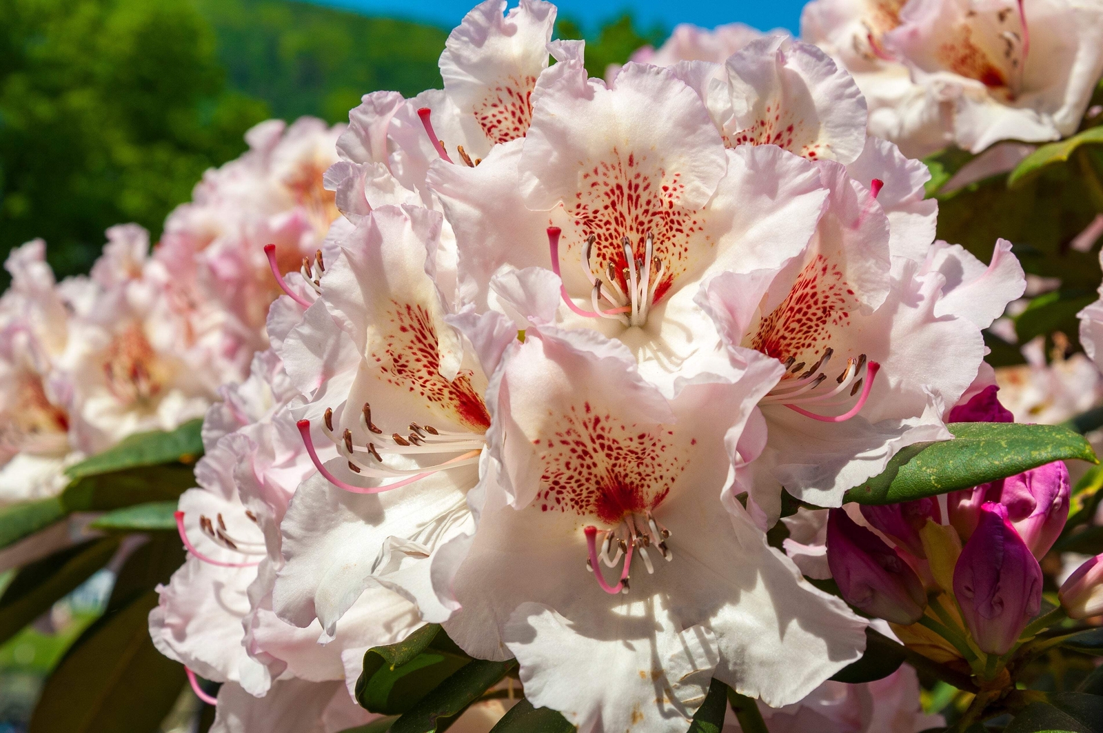 50 Rosebay RHODODENDRON Maximum White Pink Laurel Bush Shrub Flower Seeds