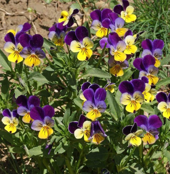 Landscaper’s Pack ALTERNATIVE LAWN MIX 13 Species Non-GMO 6 Grams 5000+ Seeds!