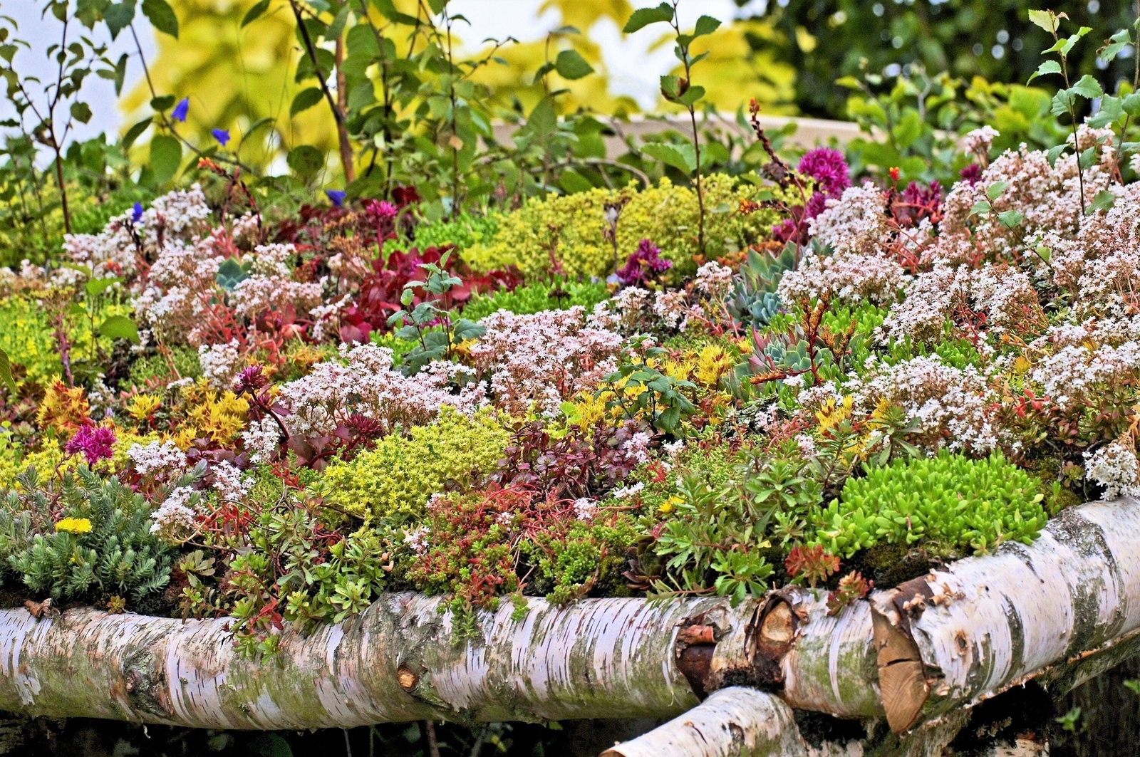150 MIXED SEDUM Stonecrop Succulent Groundcover Red Pink Purple + Flower Seeds