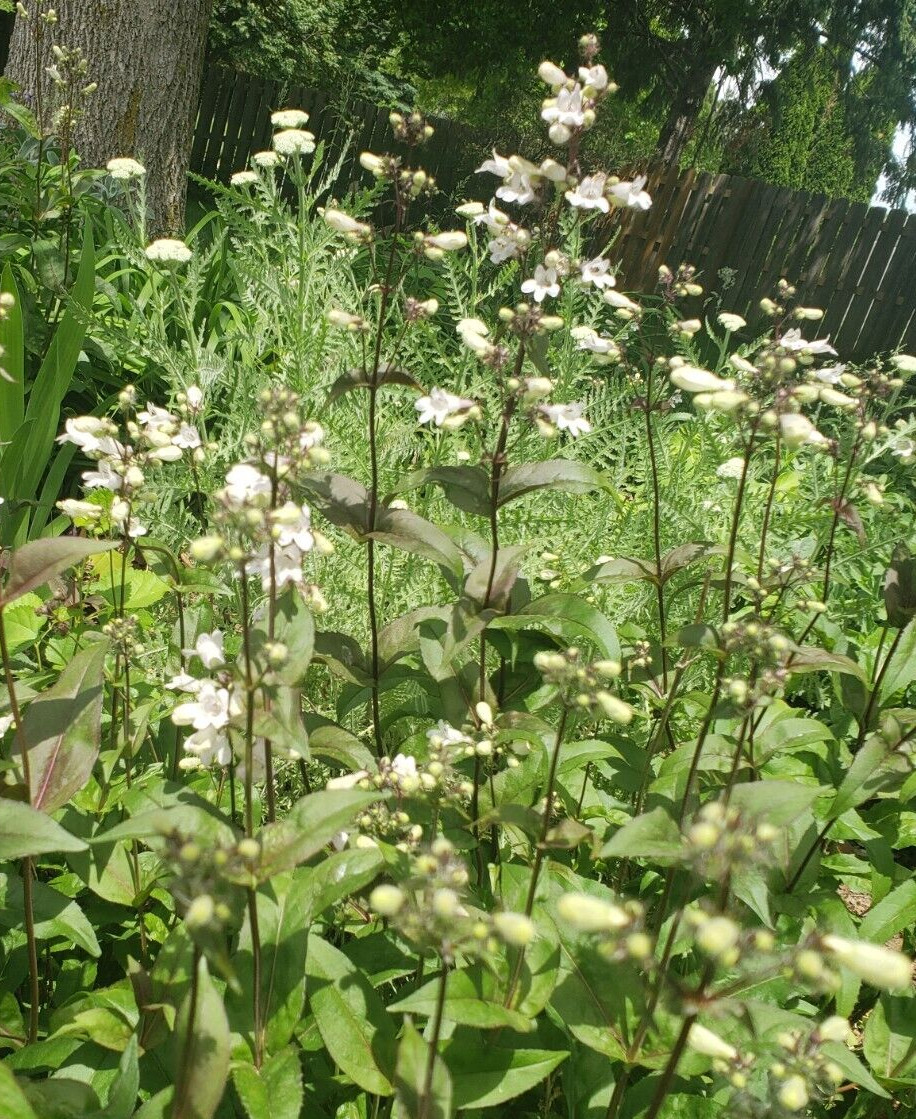 Husker Red Foxglove Beardtongue (50 seeds), nice foliage and flowers!