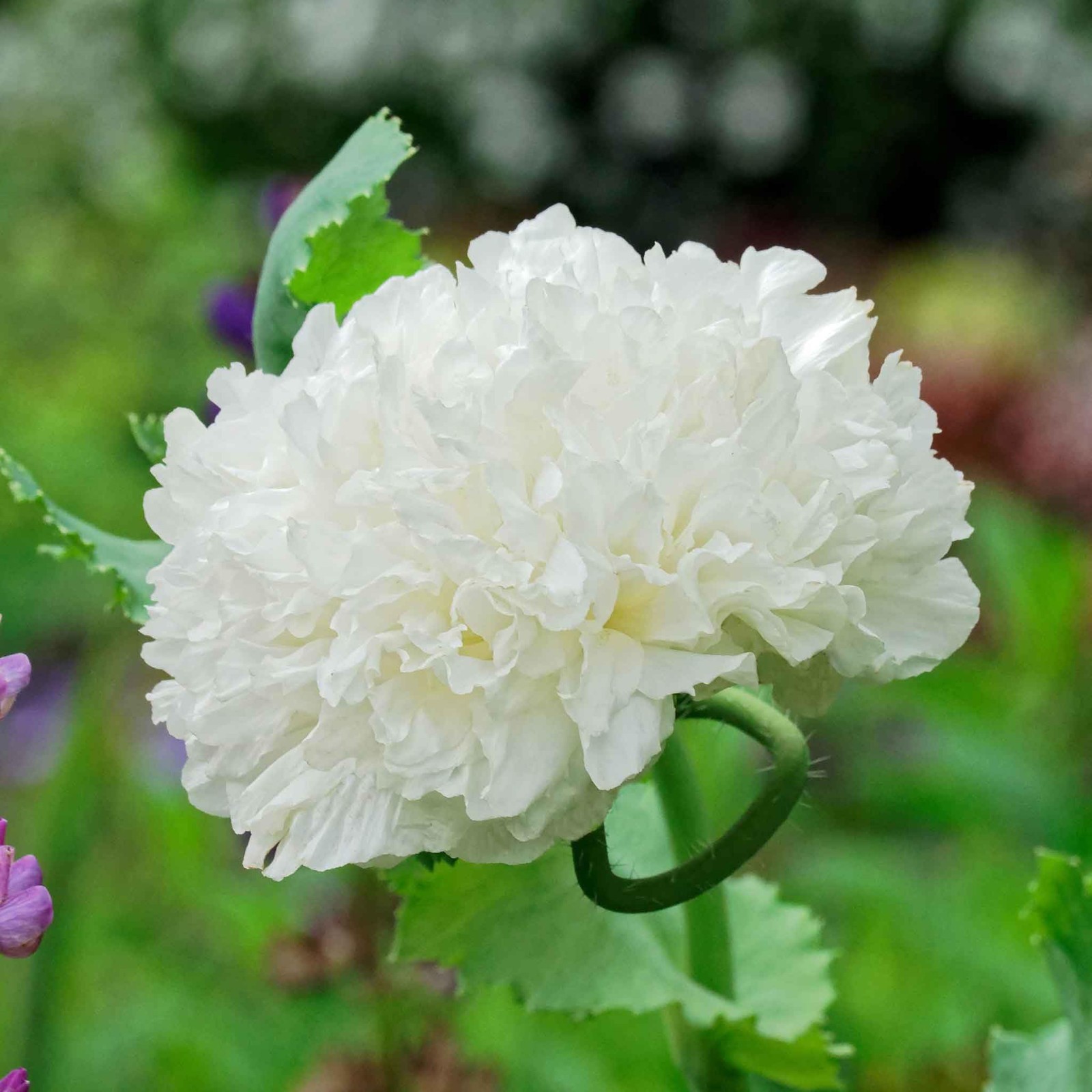 1,000 White Cloud Peony Poppy Seeds – P. Somniferum -Classic Double White Blooms