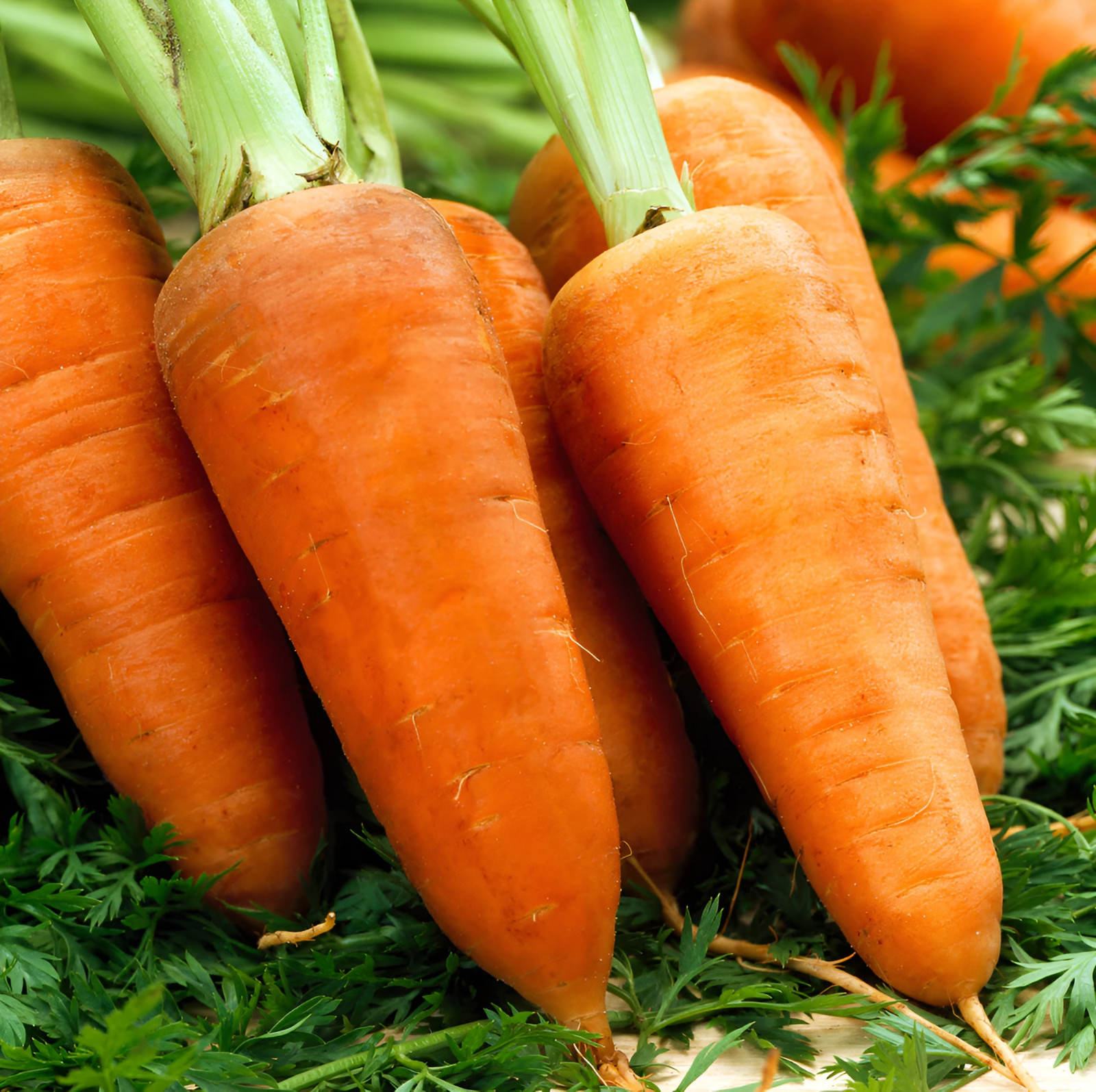 2,000 Heirloom Chantenay Red Core Carrot Seeds Organic NonGMO Sweet Red Core