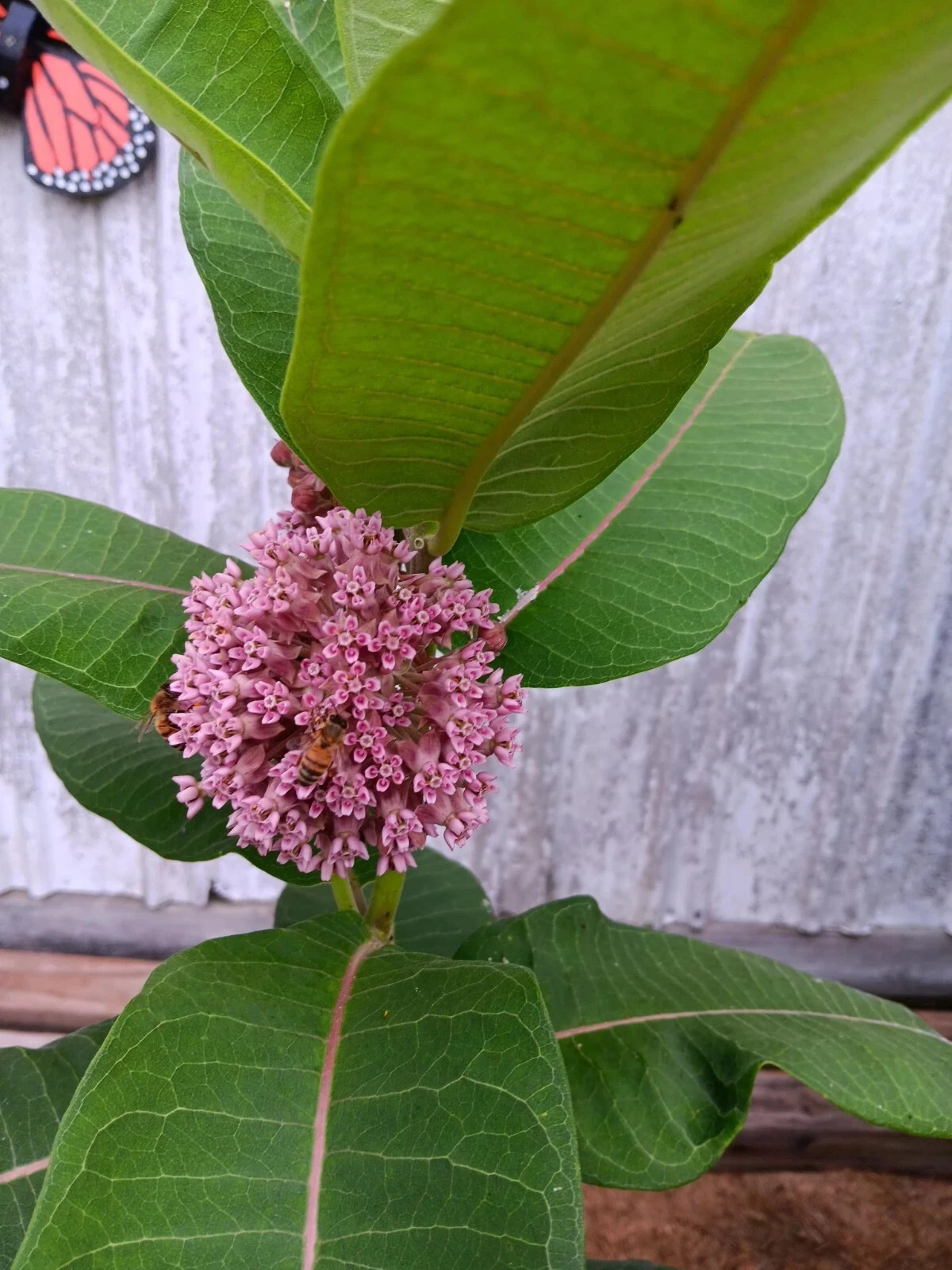 100+ Hardy Common Milkweed (Asclepias syriaca) Seeds Attract Monarch Butterflies
